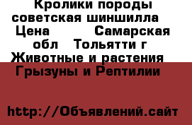 Кролики породы советская шиншилла. › Цена ­ 400 - Самарская обл., Тольятти г. Животные и растения » Грызуны и Рептилии   